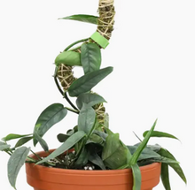 Load image into Gallery viewer, 3 Pack Bendable 30" Moss Pole