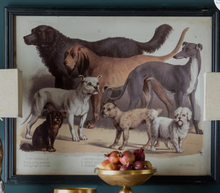 Load image into Gallery viewer, Domestic Dogs Framed Print
