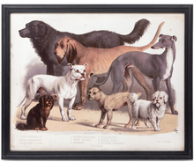 Load image into Gallery viewer, Domestic Dogs Framed Print
