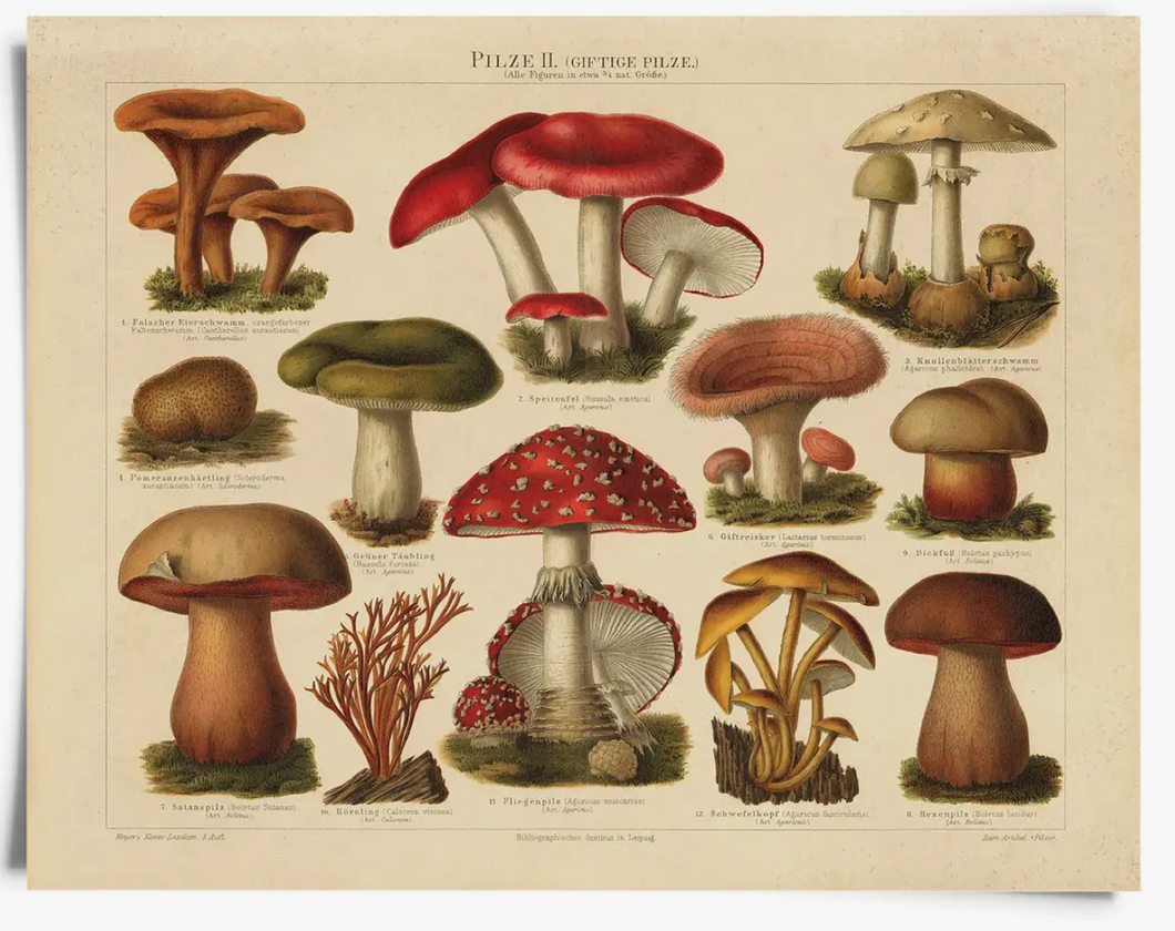 Vintage German Pilze 2 Mushroom Print 11x14