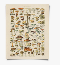 Load image into Gallery viewer, Vintage French Champignons 11x14
