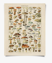 Load image into Gallery viewer, Vintage French Champignons Mushroom Print 8x10
