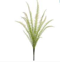Narrow Fern Cluster