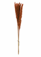 Load image into Gallery viewer, Dried Fountain Grass Bunch
