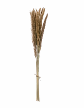 Load image into Gallery viewer, Dried Fountain Grass Bunch

