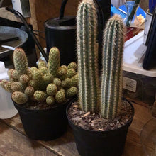 Load image into Gallery viewer, Cactus 6&quot;
